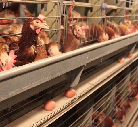 Украина усиливает роль внешнего поставщика яиц для стабилизации рынка ЕС