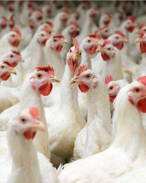 Экспорт мяса птицы из Украины превысил миллиард долларов и стабилизирует рынки ЕС