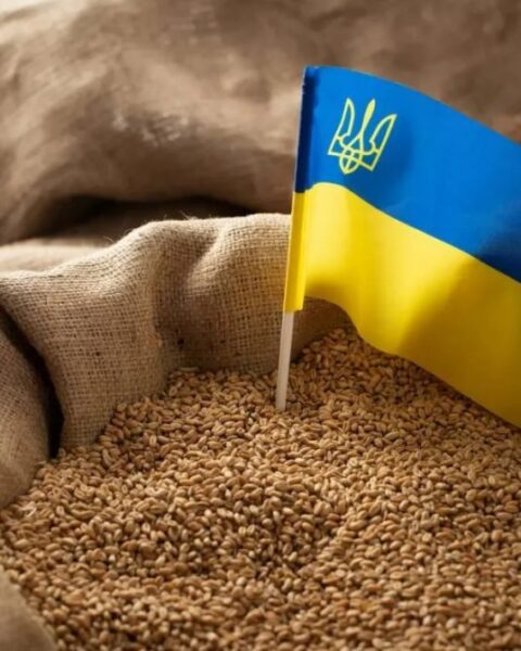 Украинская твёрдая пшеница укрепляет устойчивость зернового рынка Италии