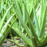 Алоэ вера: целебные свойства растения для здоровья и ухода за кожей