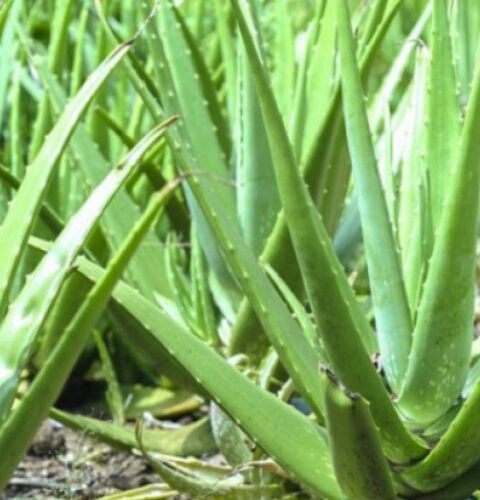 Алоэ вера: целебные свойства растения для здоровья и ухода за кожей