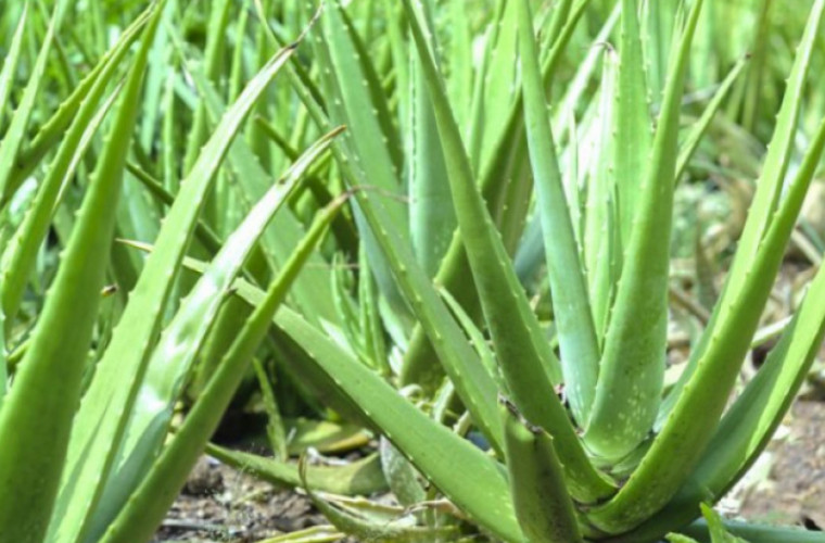 Алоэ вера: целебные свойства растения для здоровья и ухода за кожей