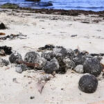 Австралия выделит 3 миллиарда долларов на борьбу с загадочными шарами на пляжах Сиднея