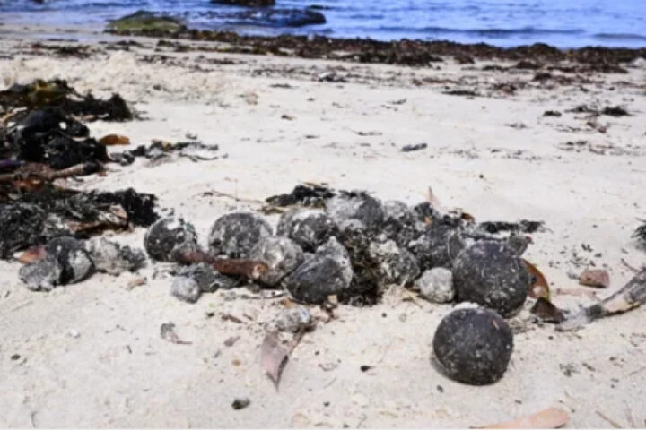 Австралия выделит 3 миллиарда долларов на борьбу с загадочными шарами на пляжах Сиднея