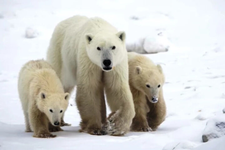 Белая медведица в Арктике усыновила медвежонка: случай зафиксирован канадскими учеными