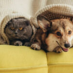 Домашние животные улучшают работу мозга пожилых людей, утверждают учёные Мичиганского университета