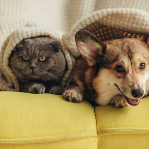 Домашние животные улучшают работу мозга пожилых людей, утверждают учёные Мичиганского университета