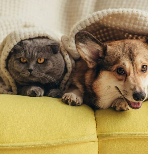 Домашние животные улучшают работу мозга пожилых людей, утверждают учёные Мичиганского университета