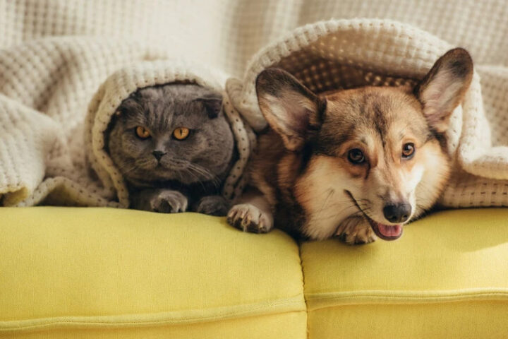 Домашние животные улучшают работу мозга пожилых людей, утверждают учёные Мичиганского университета