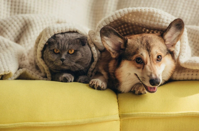 Домашние животные улучшают работу мозга пожилых людей, утверждают учёные Мичиганского университета