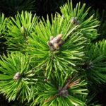 Экстракт сосны: эффективное лечение псориаза, геморроя и гипертонии