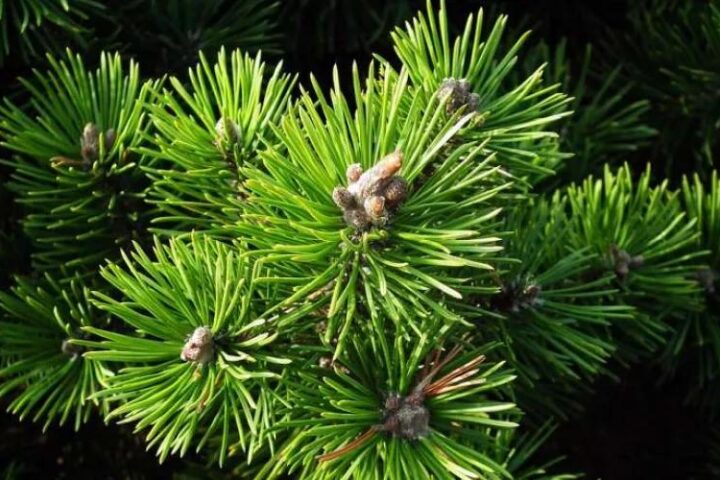 Экстракт сосны: эффективное лечение псориаза, геморроя и гипертонии