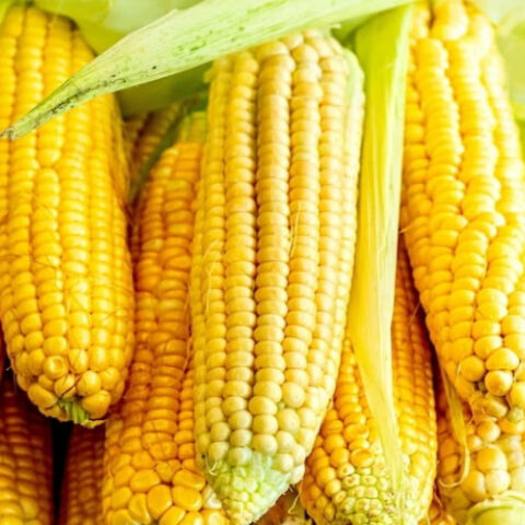 Европейский рынок кукурузы начинает 2026 год с ростом цен на фоне геополитической неопределенности и сокращения предложения