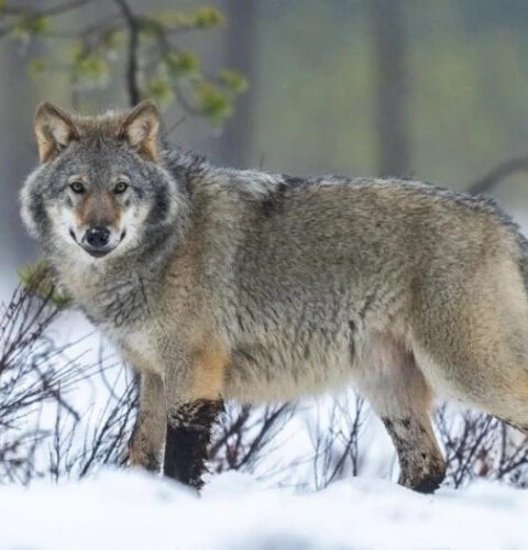 Финляндия разрешила охоту на волков с 1 января после отмены запрета