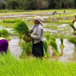 Индия теряет водные ресурсы из-за лидерства в экспорте риса, создавая глобальный кризис