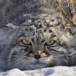 Лесные коты вновь заселили европейские леса: численность достигает 140 тысяч особей