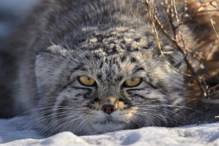 Лесные коты вновь заселили европейские леса: численность достигает 140 тысяч особей