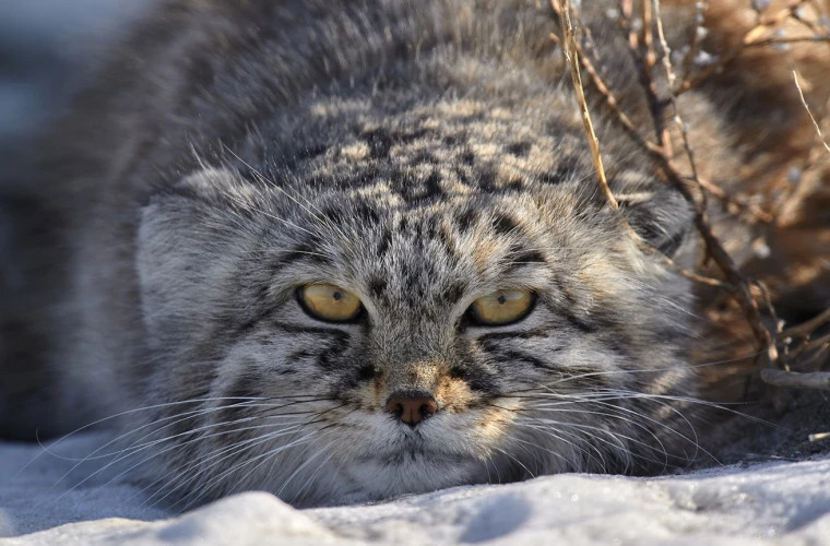 Лесные коты вновь заселили европейские леса: численность достигает 140 тысяч особей