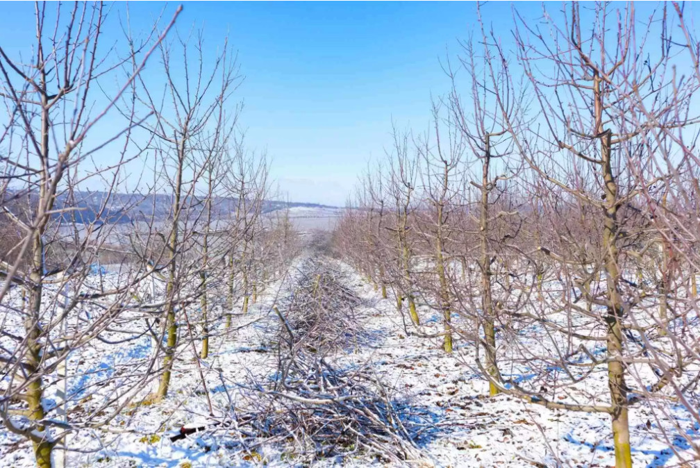 Министр сельского хозяйства о последствиях изморози: «Мы следим за ситуацией»