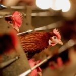 Минсельхоз: приостановка импорта мяса птицы из Украины не приведёт к дефициту на рынке