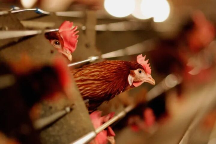 Минсельхоз: приостановка импорта мяса птицы из Украины не приведёт к дефициту на рынке