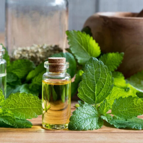 Полезные свойства мелиссы лекарственной и её применение в медицине