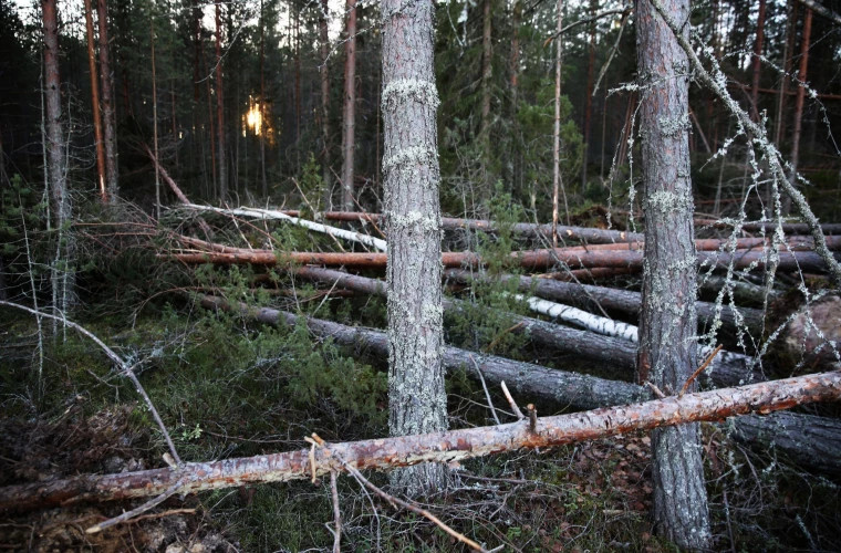 Шторм «Йоханнес» в Швеции унёс жизни трёх человек и привёл к значительным ущербам лесам