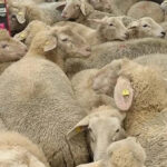 Стая овец неожиданно оказалась в супермаркете Баварии, вызывая смятение у покупателей