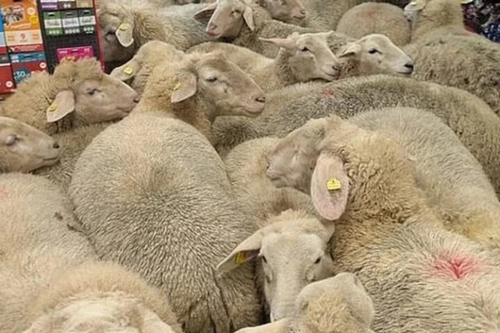 Стая овец неожиданно оказалась в супермаркете Баварии, вызывая смятение у покупателей