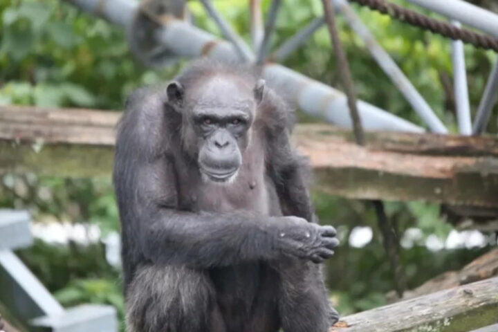 Умерла знаменитая шимпанзе Ай, известная своими когнитивными способностями