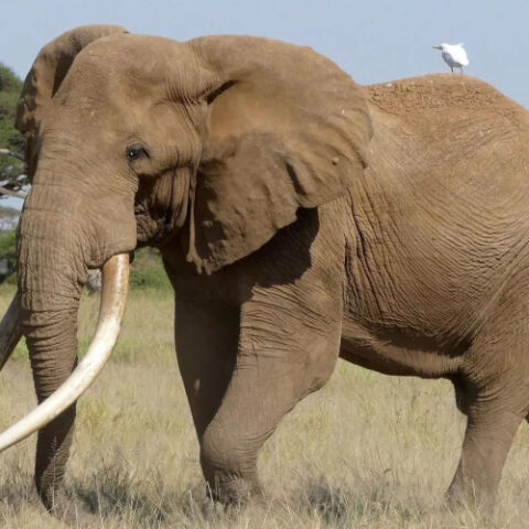 В Кении ушел из жизни знаменитый слон Крейг, символ дикой природы Африки