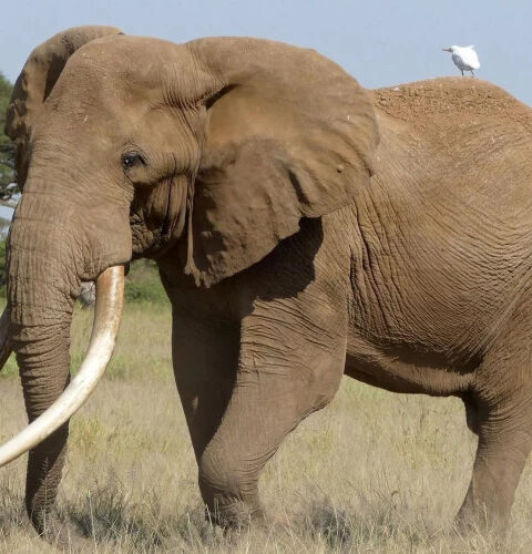 В Кении ушел из жизни знаменитый слон Крейг, символ дикой природы Африки