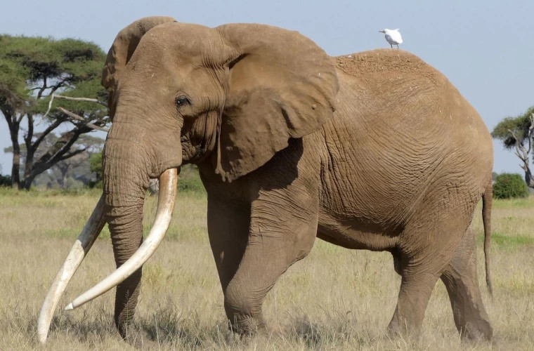 В Кении ушел из жизни знаменитый слон Крейг, символ дикой природы Африки