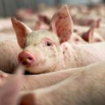 В Леовском и Хынчештском районах Молдовы введён карантин из-за чумы свиней