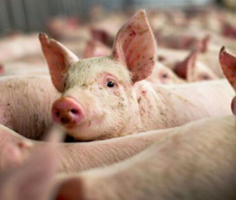 В Леовском и Хынчештском районах Молдовы введён карантин из-за чумы свиней
