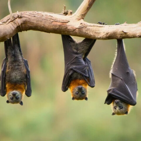 Зоозащитники предупреждают о массовой гибели летучих лисиц в Австралии из-за жары