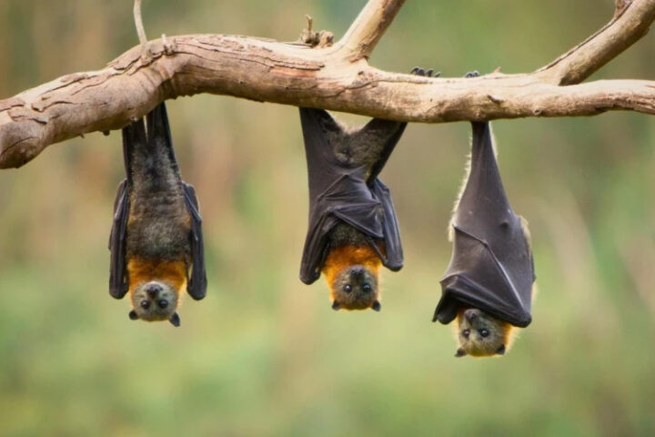 Зоозащитники предупреждают о массовой гибели летучих лисиц в Австралии из-за жары