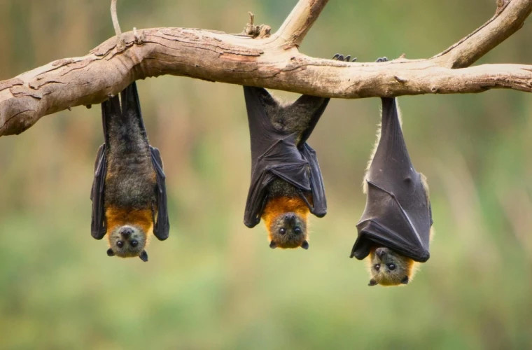 Зоозащитники предупреждают о массовой гибели летучих лисиц в Австралии из-за жары