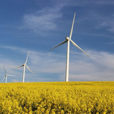 Инвесторы начинают подавать заявки на участие в аукционе по строительству ветропарков в Молдове