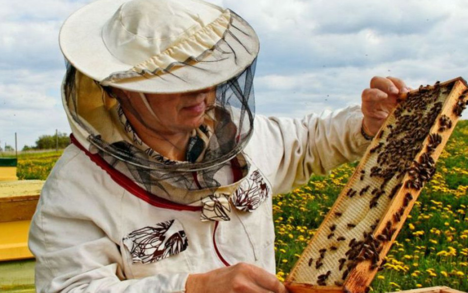 Пчеловоды Молдовы смогут получить до 150 тысяч евро на модернизацию пасек и переработку мёда