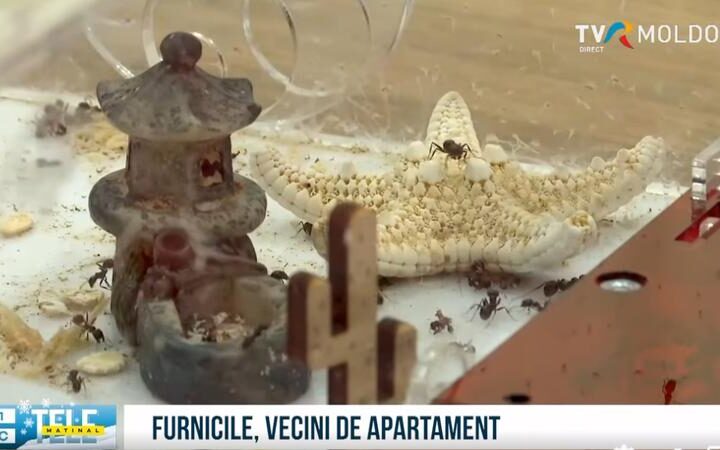 В Кишинёве предприниматель разводит муравьёв в качестве домашних животных