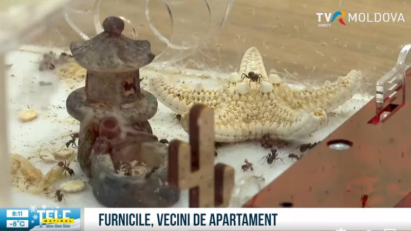 В Кишинёве предприниматель разводит муравьёв в качестве домашних животных