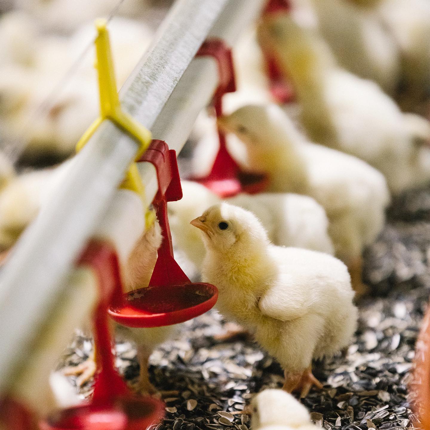 В Молдове строится комбикормовый завод с поддержкой ЕС для птицеводческого сектора