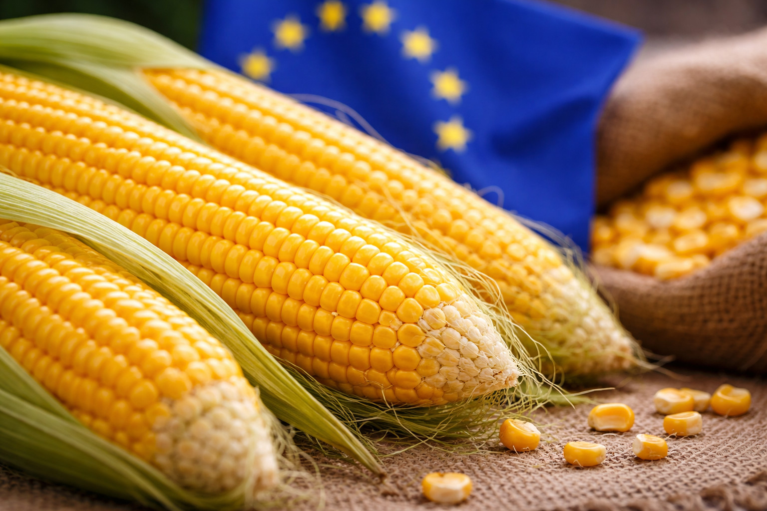 Украинская кукуруза доминирует в европейском импорте на фоне региональных экономических сдвигов