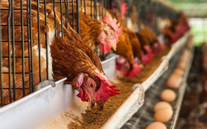 Открыт конкурс на гранты до 1 миллиона долларов для сельского хозяйства в Молдове