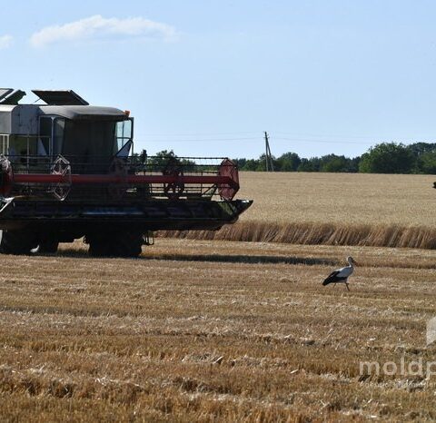 Сельскохозяйственное производство в Молдове выросло на 13,8% в 2025 году