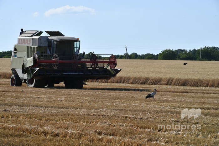 Сельскохозяйственное производство в Молдове выросло на 13,8% в 2025 году