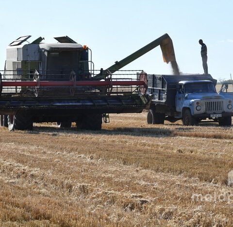 AIPA утвердила свыше 53 миллионов леев выплат фермерам в начале апреля