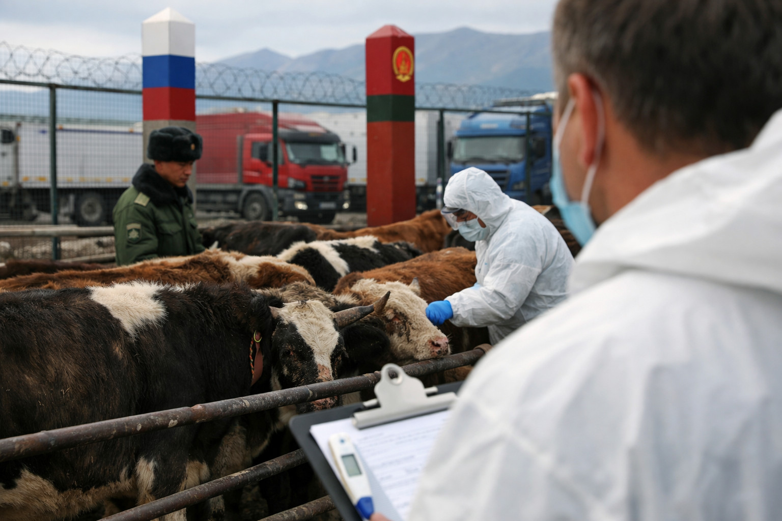 Новый штамм ящура пересек границу России и Китая, обнажив системные нарушения ветеринарного контроля