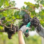 Молдавский центр виноградарства подписал меморандум о сотрудничестве с австрийским университетом